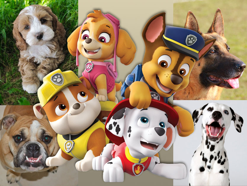 Rasele cățeilor din Patrula Cățelușilor